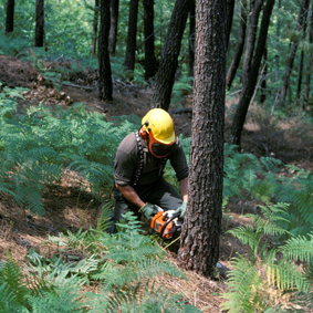 Forestier