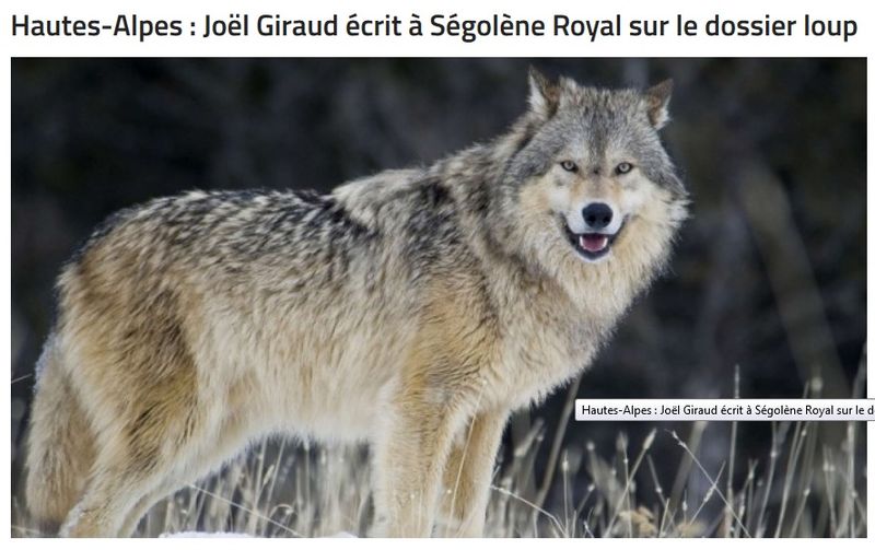 Art loups alpes 1 